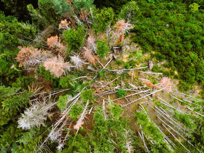 Des sapins pectinés, sur la commune du Vernet-Chaméane (Puy-de-Dôme), le 17 juillet 2025.