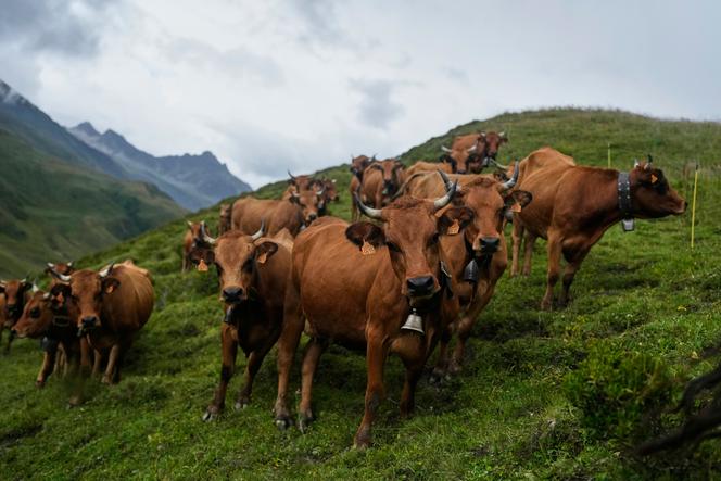 Un troupeau de vaches, en Savoie, le 25 juillet 2025.