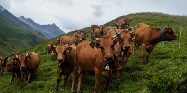 La dermatose nodulaire contagieuse détectée pour la première fois dans l’Ain, les bovins du foyer contaminé seront abattus