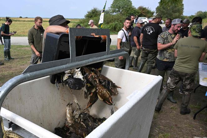 Des chasseurs ramassent des oiseaux morts du botulisme aviaire dans les marais de Brière, près de Trignac, dans l’ouest de la France, le 26 juillet 2025.