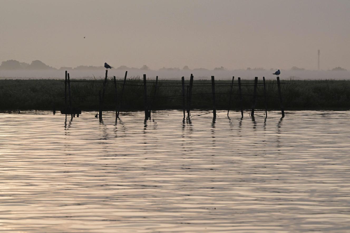 Dans les marais de Loire-Atlantique, des milliers d’oiseaux victimes du botulisme : « Là, c’est le silence, c’est mortifère »