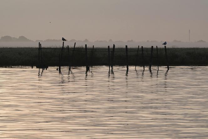 Des oiseaux près de Trignac, le 26 juillet 2025.