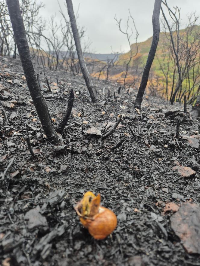 Des escargots, victimes de l’incendie, près de Narbonne (Occitanie), le 13 juillet 2025.