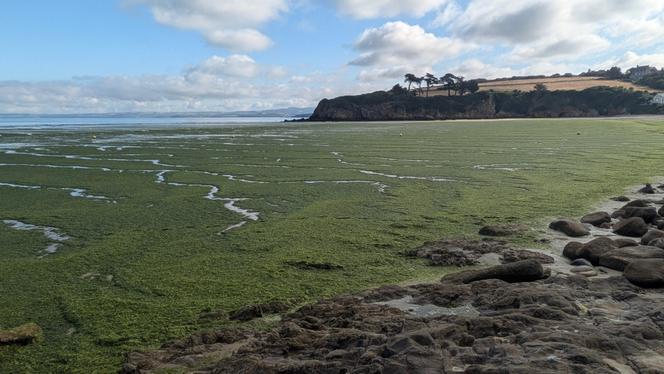 Algues vertes sur la plage du Ris, à Douarnenez (Finistère), le 9 juillet 2025.
