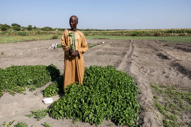 Un agriculteur dans un polder près de Baga Sola, dans la province du Lac, au Tchad, le 24 juin 2025.
