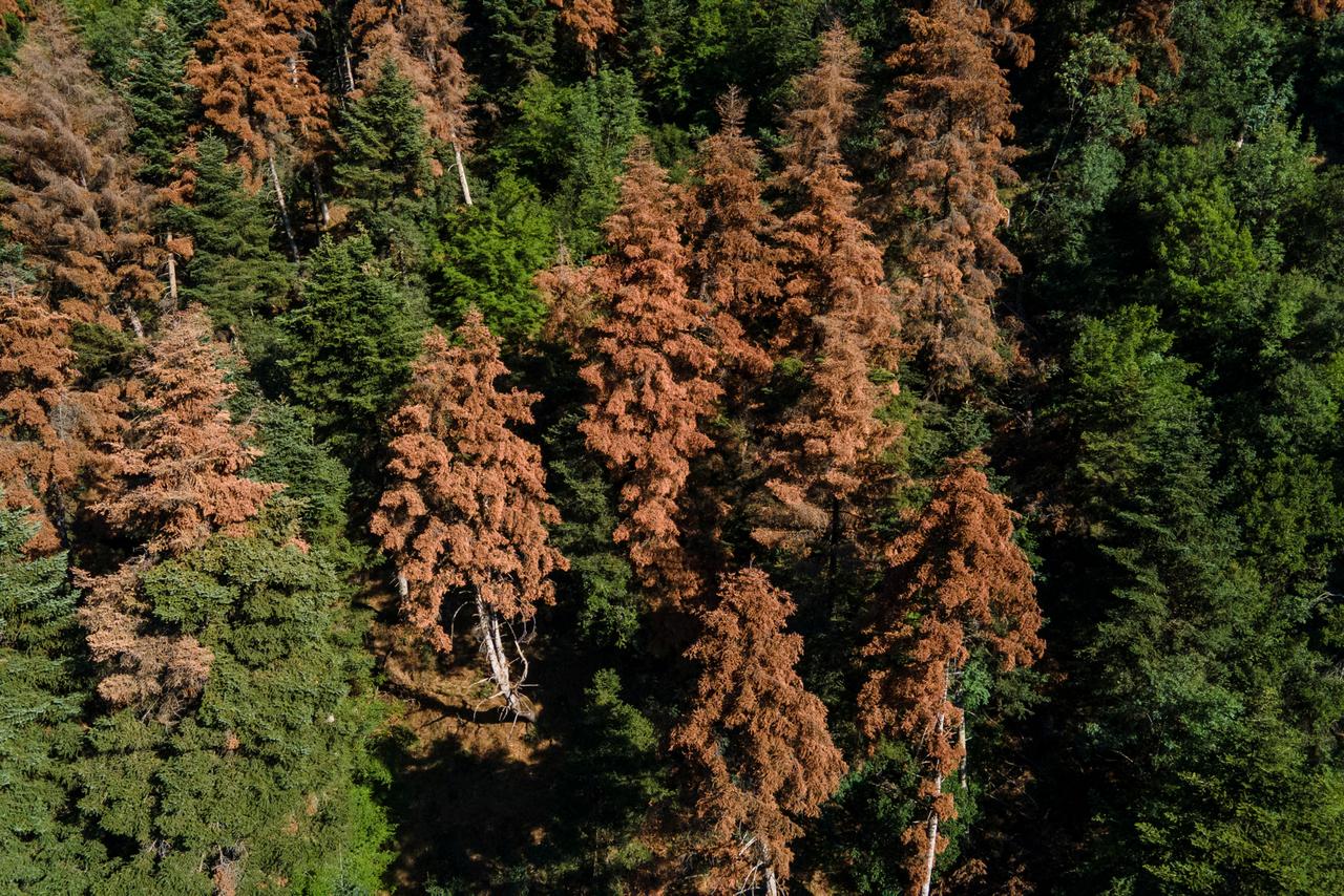 Des sapins mourants en raison de la sécheresse prolongée dans la région, près du village de Kalavryta (Grèce), le 9 juillet 2025.