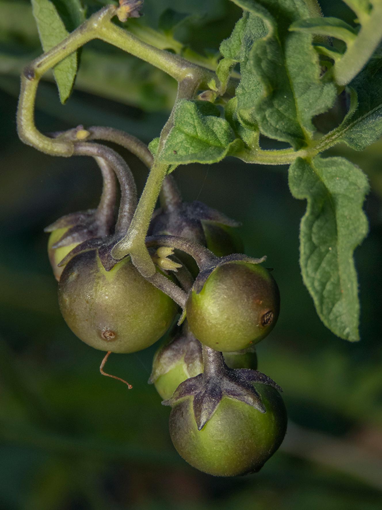 La pomme de terre a pour ancêtre… la tomate, révèle une nouvelle étude