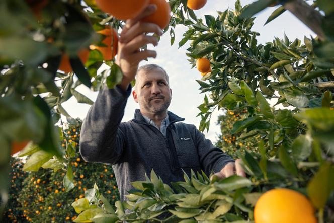 Gerrit van der Merwe, patron d’ALG Estates, dans sa plantation d’orangers à Citrusdal, en Afrique du Sud, le 25 juillet 2025.