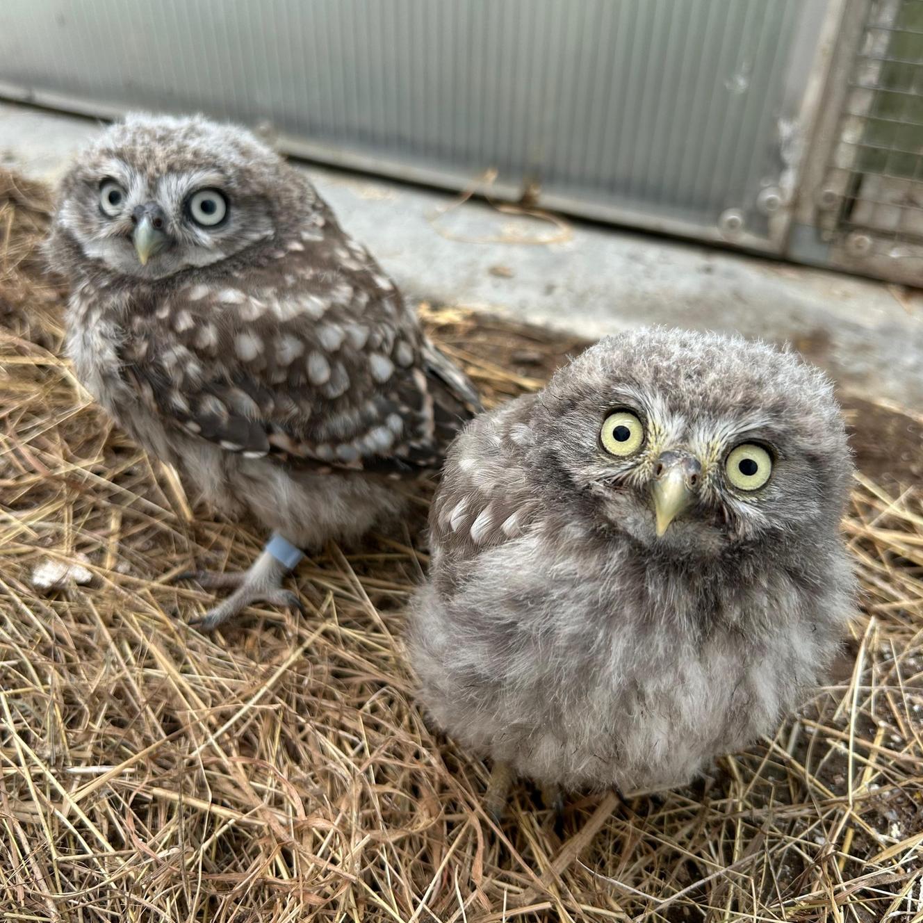 A Maisons-Alfort, un centre de soins débordé par le nombre des animaux recueillis : « On a passé quelques nuits blanches »