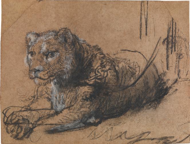 « Jeune lion au repos » (vers 1638-1642), de Rembrandt van Rijn, The Leiden Collection.
