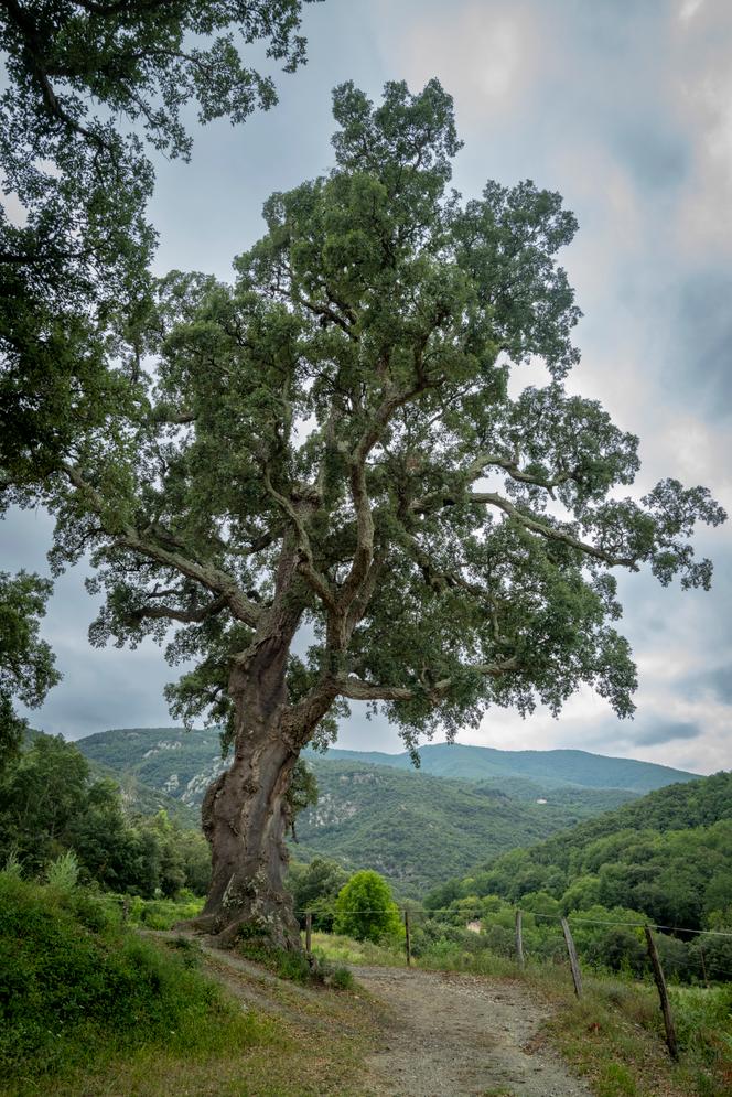 Le plus grand chêne-liège du monde, selon le « Livre Guinness des records ». Ce specimen pourrait avoir de 300 à 400 ans, à Reynès (Pyrénées-Orientales), le 1ᵉʳ août 2025.
