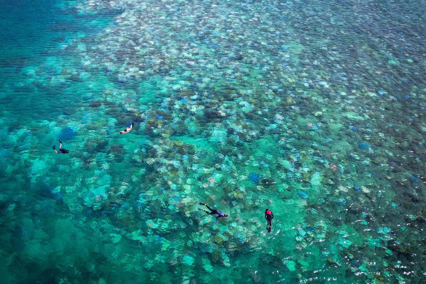 Great Barrier Reef suffers most widespread bleaching on record