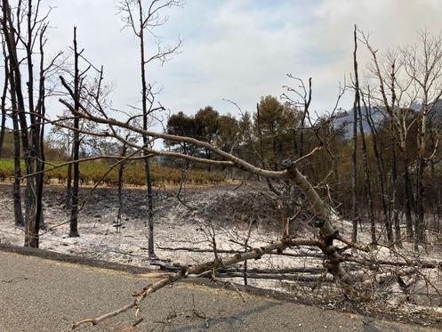 Au milieu des champs carbonisés, la vigne a joué la plupart du temps son rôle de coupe-feu.