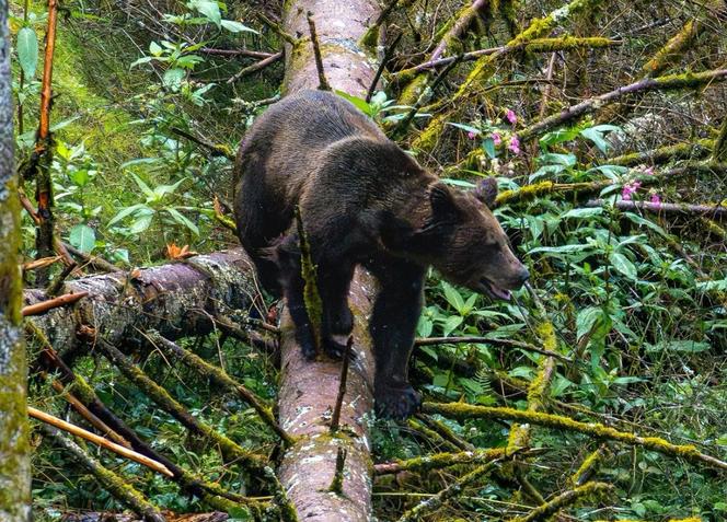 L'ourse JJ4 dans le Parc alternatif des loups et des ours de la Forêt-Noire, en Allemagne, le 30 juillet 2025. 