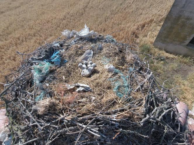 Nid de cigogne avec des oisillons entourés de matériaux plastiques, à Odiaxere (Portugal), le 1ᵉʳ mai 2023.