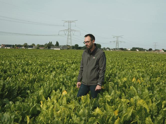 L’agriculteur Guillaume Wullens dans son exploitation de betteraves sucrières, qui s’étend sur 12 hectares. Des signes de la jaunisse sont apparues depuis trois semaines, à Nouvelle-Eglise (Pas-de-Calais), le 6 août 2025. 
