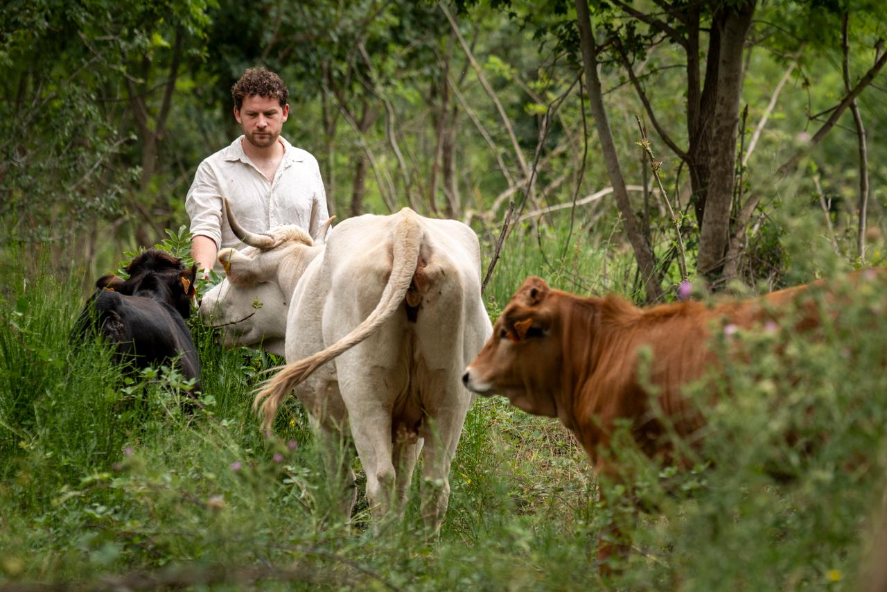 Eloi Bellier est éleveur de vaches massanaises, une race locale, extrêmement rustiques qui défrichent la lande, à Montbolo (Pyrénées-Orientales), le 1ᵉʳ août 2025.