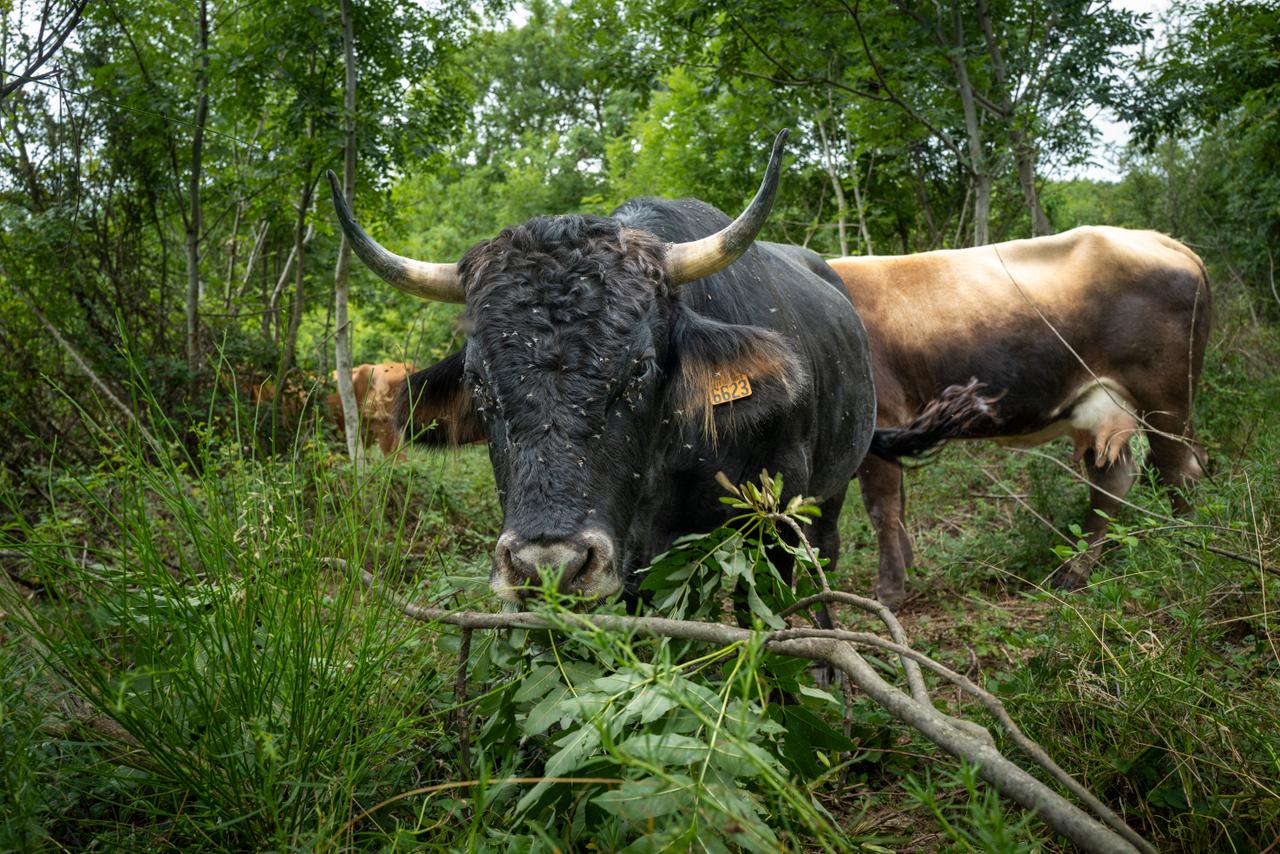 La vache massanaise, une race autochtone catalane, limite la végétation qui pourrait brûler en broutant les genêts, les frênes et les ronces, à Montbolo (Pyrénées-Orientales), le 1ᵉʳ août 2025.
