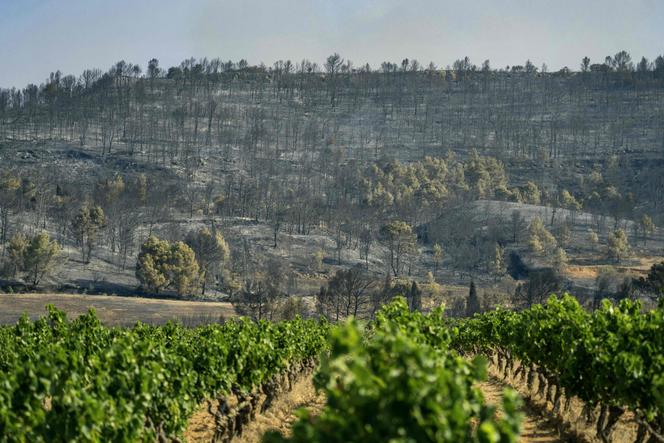 Une colline calcinée par l’incendie du massif des Corbières surplombe des vignes près de Saint-Laurent-de-la-Cabrerisse (Aude), le 6 août 2025.