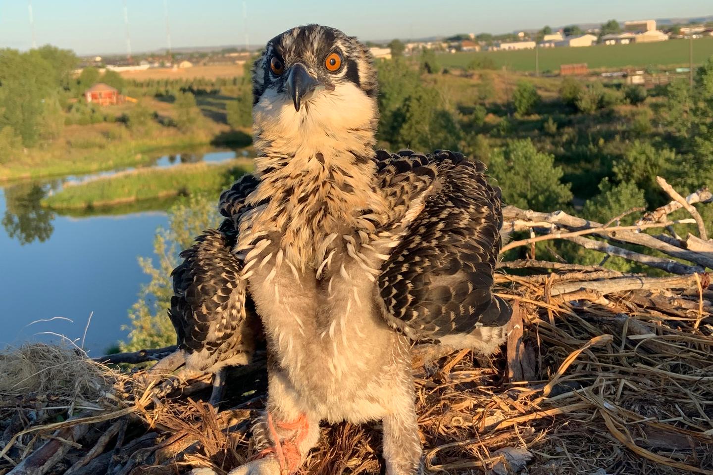 Plastic waste in bird nests leads to deadly entanglements for chicks