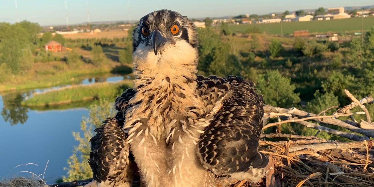 https://img.lemde.fr/2025/08/06/1175/0/3023/1511/1440/720/60/0/c911197_upload-1-vkndcsewb0ty-mr-nestling-entangled-in-baling-twine.JPG