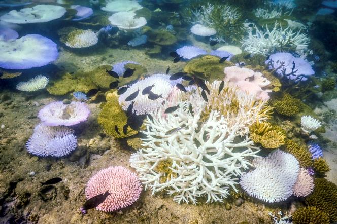 Des coraux blanchis et morts, autour de l’île Lizard, sur la Grande Barrière de corail, à 270 kilomètres au nord de Cairns (Australie), le 5 avril 2024.