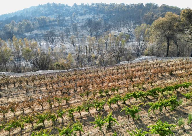 Dommages causés par l’incendie, près de Saint-Laurent-de-la-Cabrerisse (Aude), le 7 août 2025.