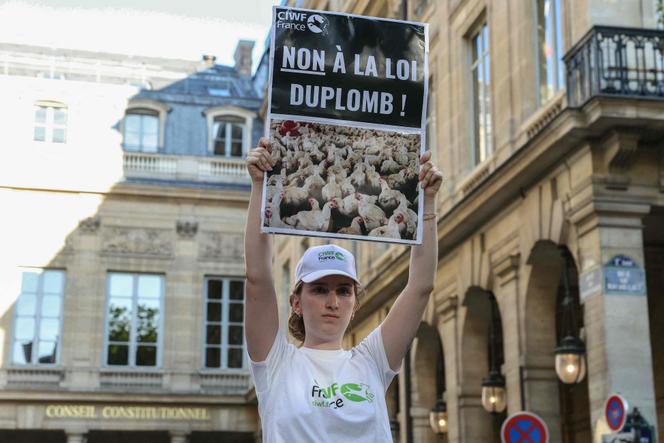 Une manifestante contre la loi Duplomb, devant le Conseil constitutionnel à Paris, le 7 août 2025.