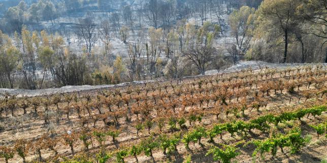 Incendie dans l’Aude : des vignes coupe-feu ont-elles manqué ?