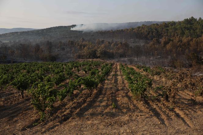 Un vignoble menacé par un incendie de forêt à Durban-Corbières (Aude), le 7 août 2025.