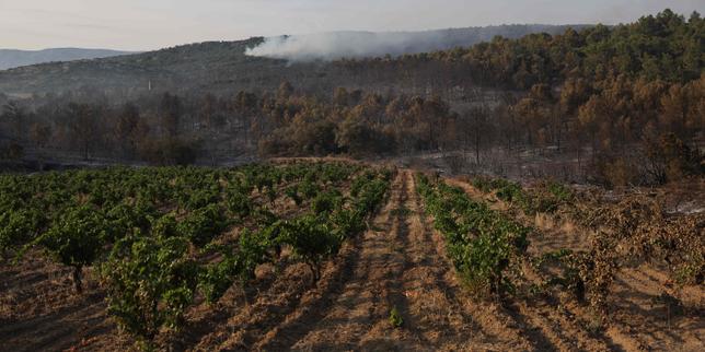 Vignoble français : malgré un millésime 2025 prometteur, les fortes inquiétudes du secteur