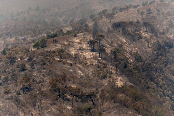 Des arbres brûlés par l’incendie de forêt dans le parc national du Vésuve, près de Naples, le 10 août 2025.