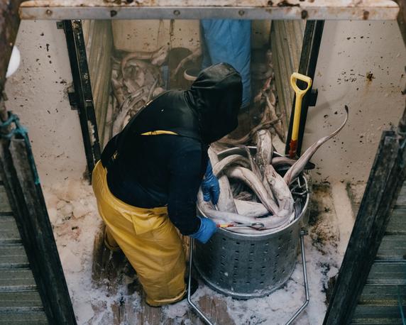 Déchargement du poisson, après plus d’une semaine de pêche, au port du Guilvinec (Finistère), le 23 juillet 2025.