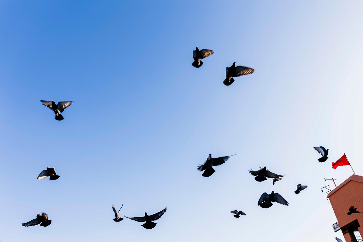 'Not a job, but a love story': Morocco's racing pigeon craze