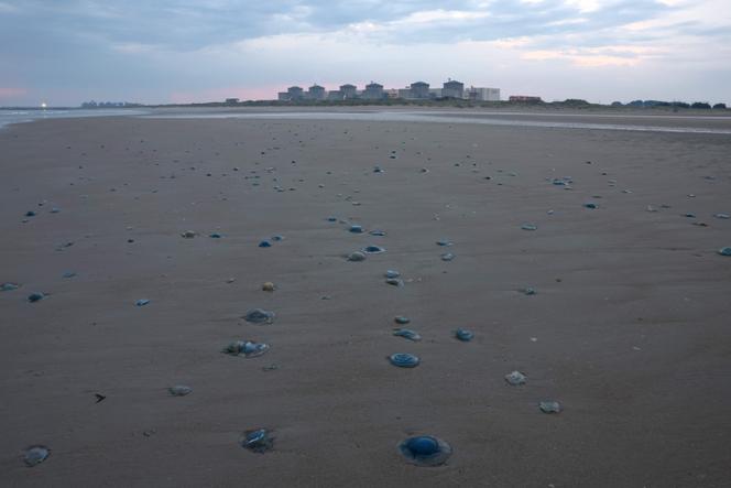 Des méduses jonchent le rivage près de la centrale nucléaire de Gravelines, dans le nord de la France, le 12 août 2025.
