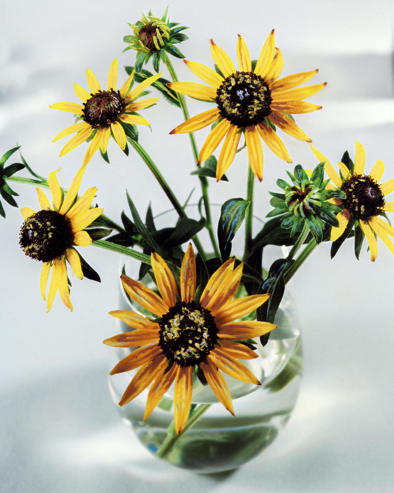 La fleur de rudbeckia, une fille du soleil