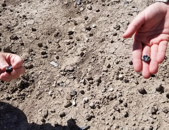 Des scientifiques tiennent des dents fossilisées d’hominidés découvertes dans la zone de recherche paléoanthropologique de Ledi-Geraru, dans la région d’Afar, dans le nord-est de l’Ethiopie. Photo non datée, publiée le 13 août 2025.