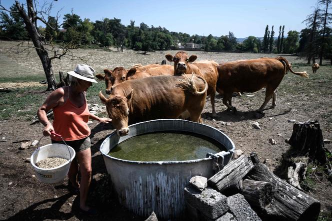 Un agriculteur prend soin de vaches limousines qui paissent près d’une ferme à Brignais (Rhône), mardi 12 août 2025.