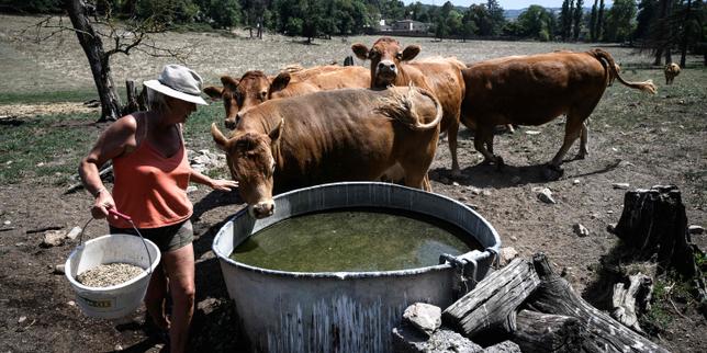 Farmers in Southwest France express growing concern over the ongoing heatwave