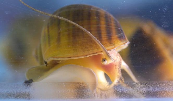L’escargot-pomme, capable de régénérer son œil en un mois.