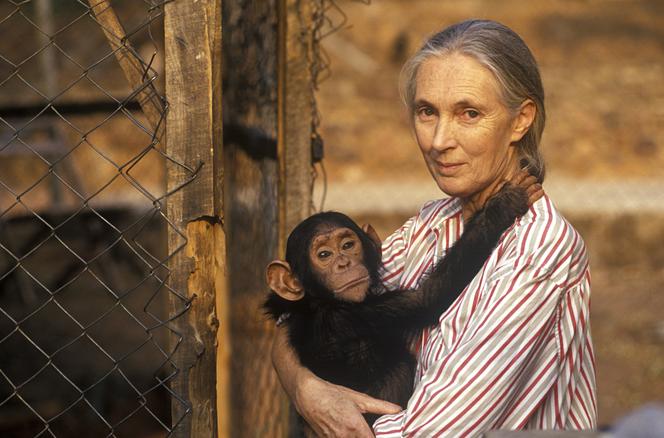 Jane Goodall et un chimpanzé de Gombe, en Tanzanie, en 1986.