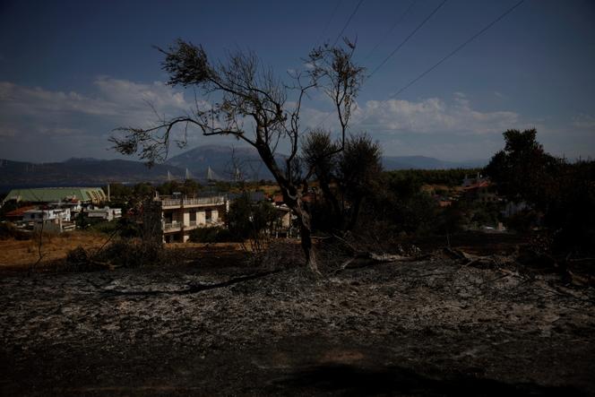 Un olivier brûlé dans une zone touchée par un incendie de forêt à Ano Sichaina, près de Patras, en Grèce, le 14 août 2025.