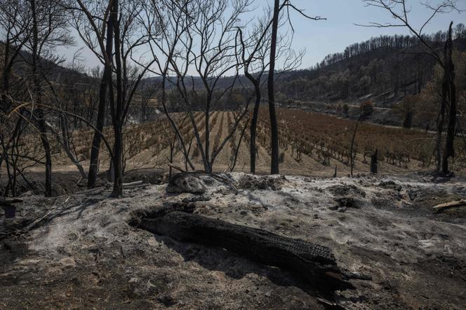 L’incendie dans l’Aude a parcouru 16 000 hectares, traversé 16 communes, détruit 36 maisons et causé la mort d’une femme de 65 ans, à son domicile à Saint-Laurent-de-la-Cabrerisse.