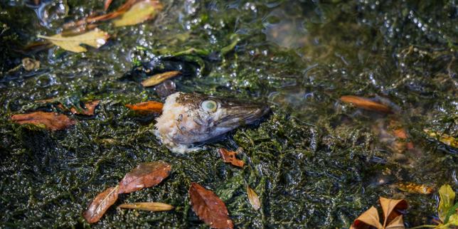 « Les animaux sauvages sont les victimes de dizaines d’années d’incurie face aux alertes des climatologues »