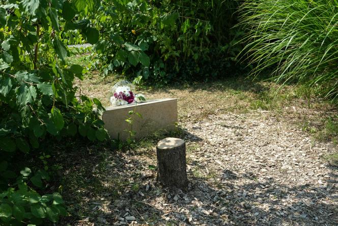 Un olivier planté à Epinay-sur-Seine en mémoire d’Ilan Halimi, a été abattu de façon malveillante, a fait savoir le maire de la ville, Hervé Chevreau, jeudi 14 août.