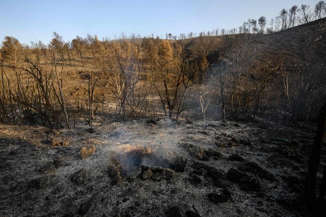 Après un incendie dans une forêt près du village de Fontjoncouse, dans l’Aude, le 8 août 2025.