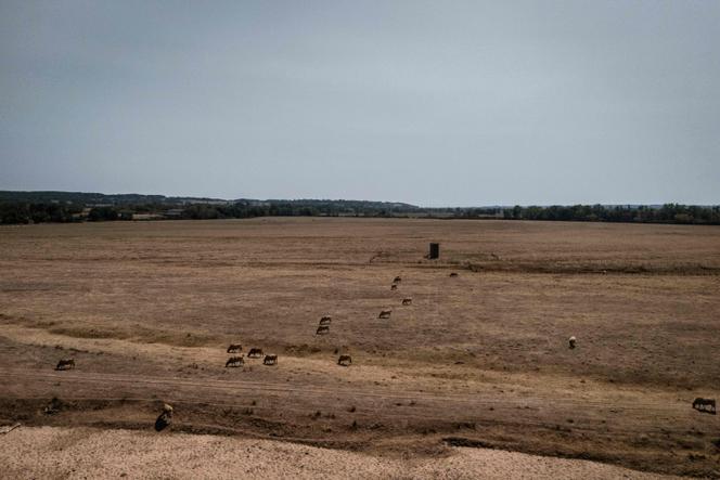Des vaches paissent dans un pâturage desséché, à proximité de Pierrefitte-sur-Loire, dans l’Allier, le 15 août 2025.