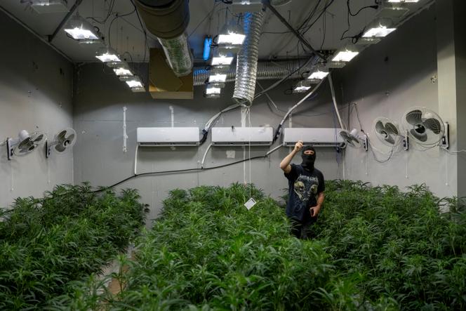 Un agent de la police catalane compte les plants de cannabis lors d’une opération dans une plantation illégale à Constanti, près de Tarragone (Espagne), le 27 juin 2024.