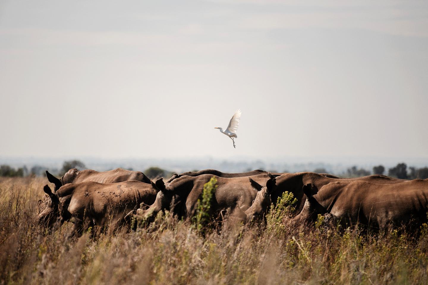 Afrique du SudÂ : lâ€™ancien plus grand Ã©leveur de rhinocÃ©ros au monde arrÃªtÃ©...