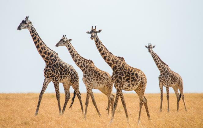 Un groupe de girafes du Nord (Giraffa camelopardalis tippelskirchi) dans la savane d’Afrique de l’Est, en juillet 2013. 